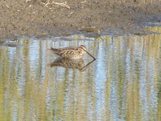 Snipe 2.jpg