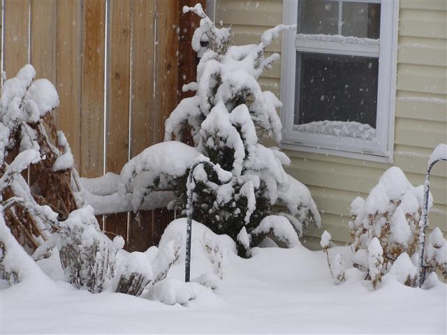 snow 003 (Small).JPG