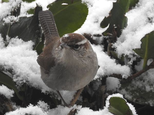 snow.jpg