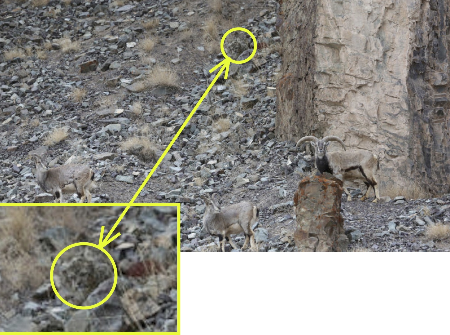 Snow Leopard exposed.jpg