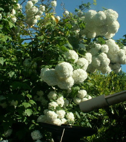 snowball.JPG