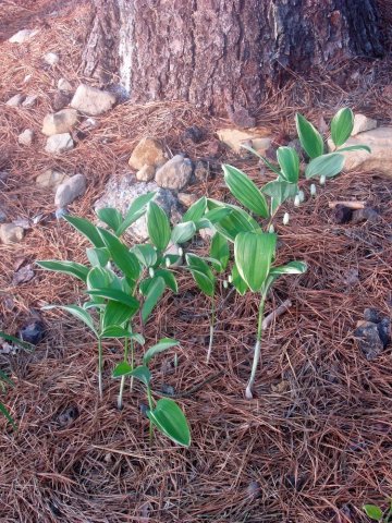 solomon's seal.jpg