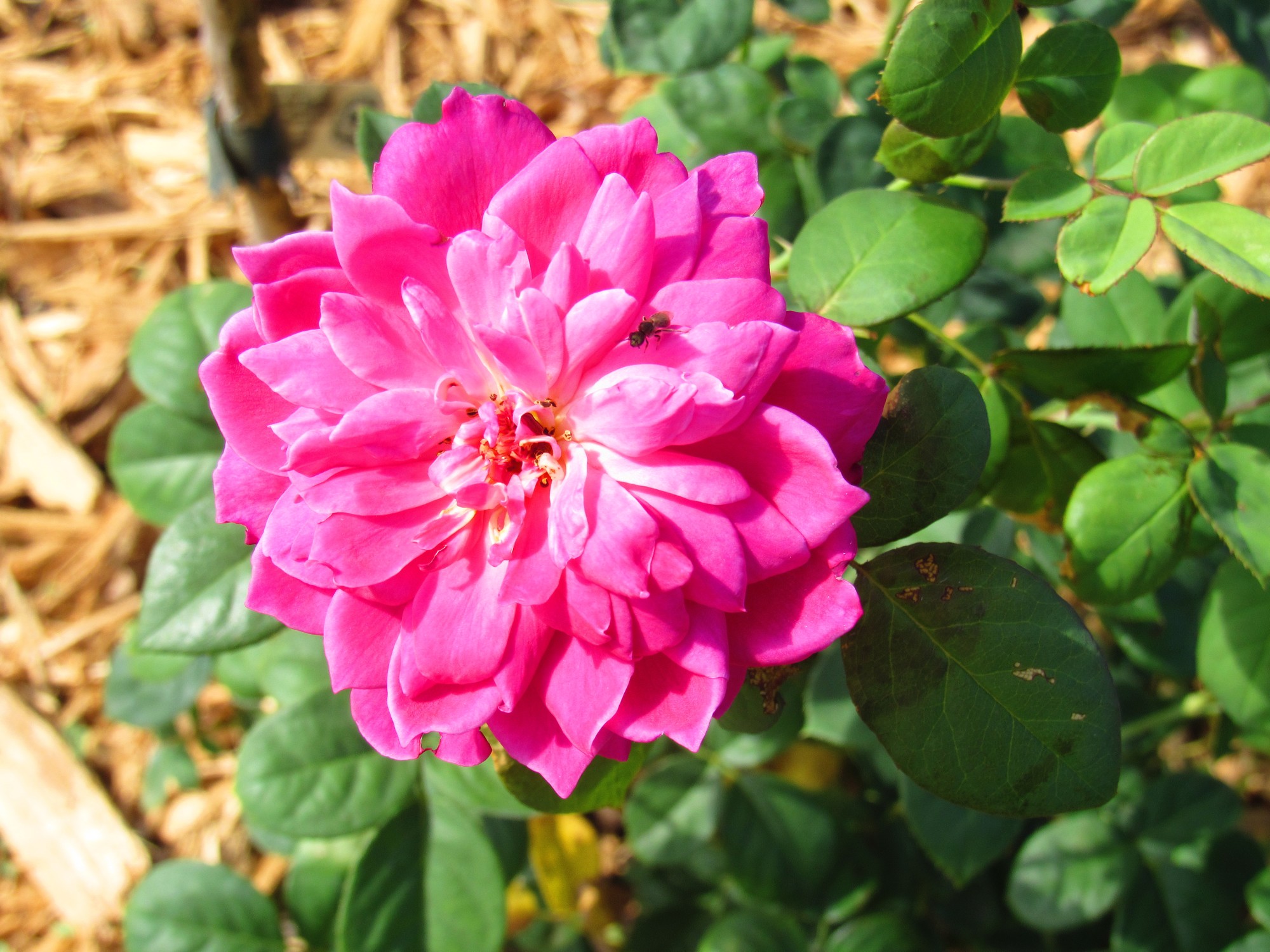 Sophy's Rose.jpg
