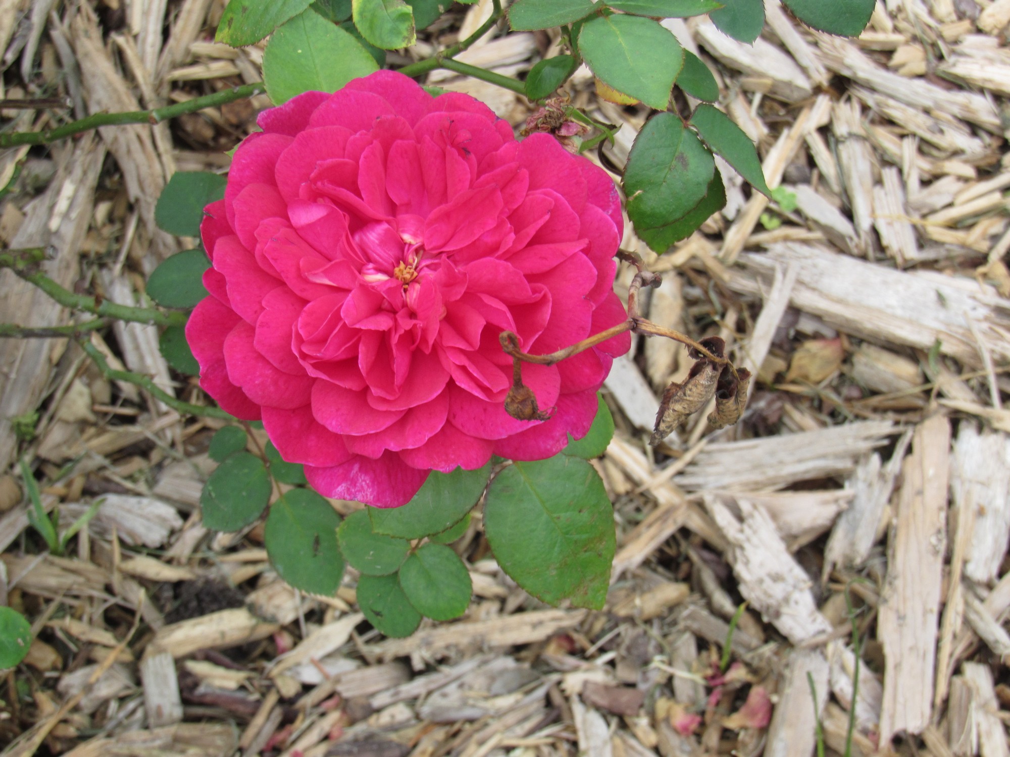Sophy's Rose.jpg