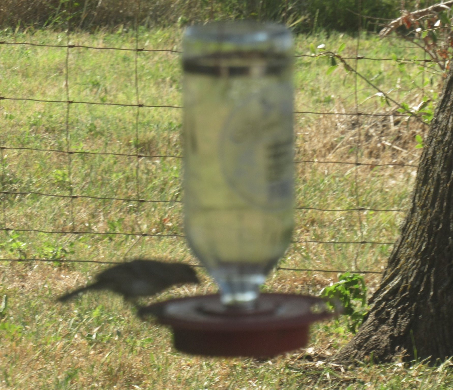 Sparrow hummer.jpg