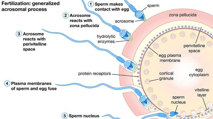 sperm-cell-changes-layers-contact-prominence-spermatozoa.jpg