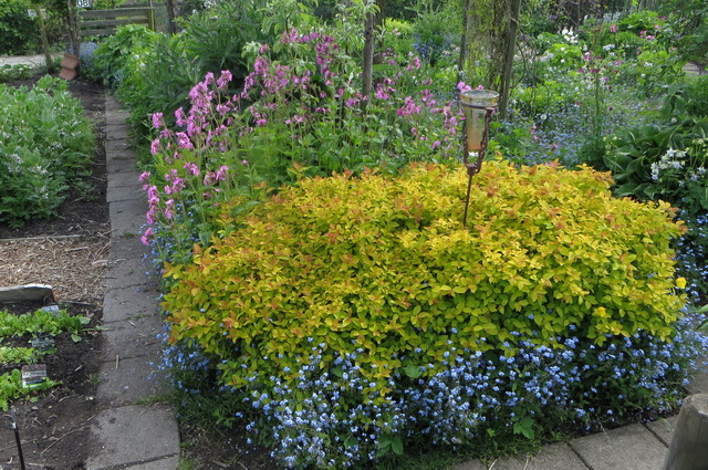 spirea.jpg