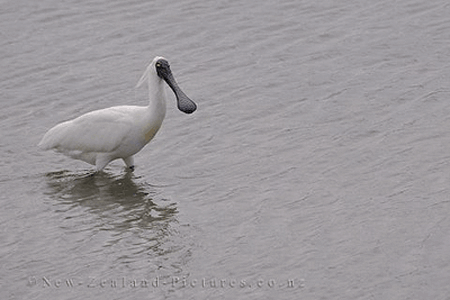 Spoonbill.gif