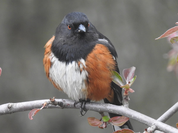 spotted towhee.jpg