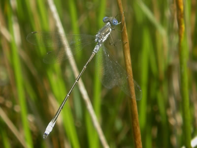 spreadwing.jpg