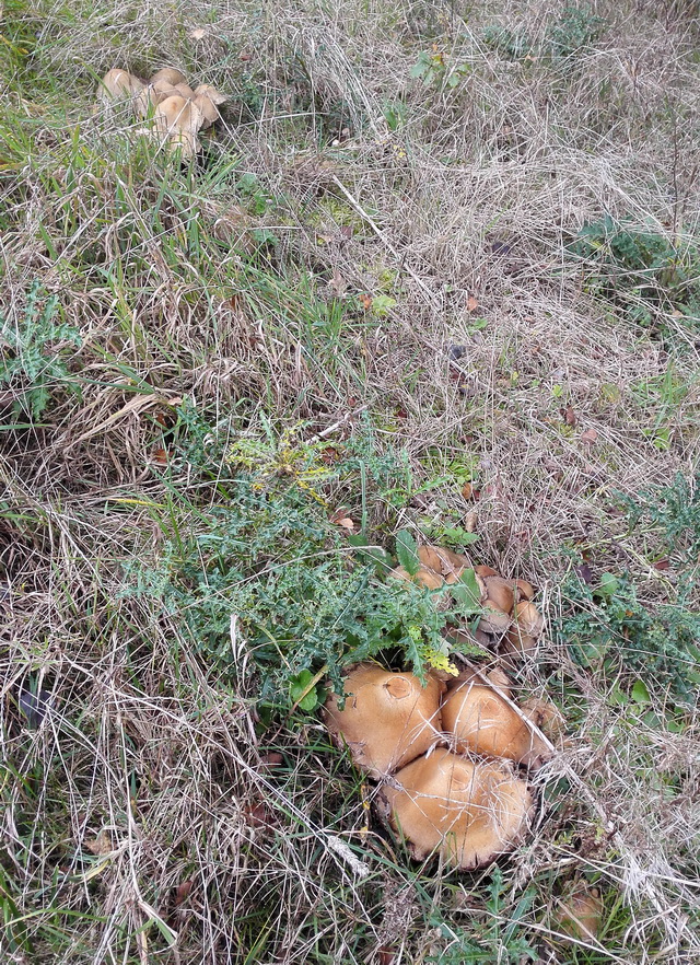 spruit2.jpg