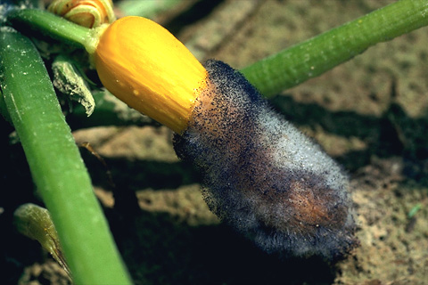 Squash_Choanephora_fruit_rot.jpg