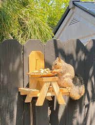 Squirel feeder.jpg
