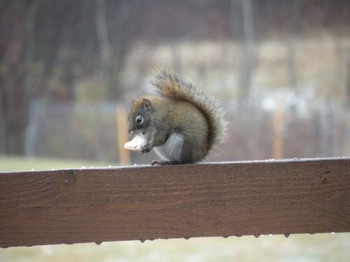 Squirrel 1.jpg