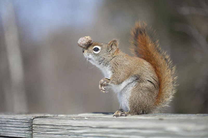 squirrel-balance.jpg