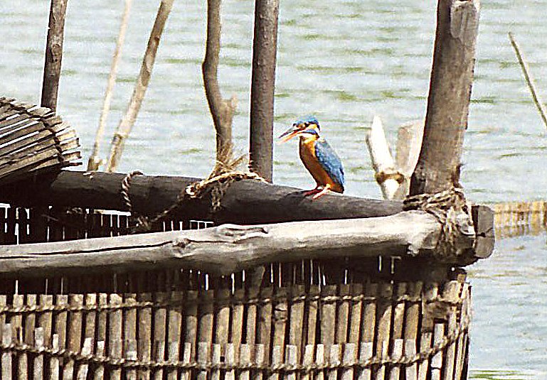 Sri Lanka 1997 -176.jpg