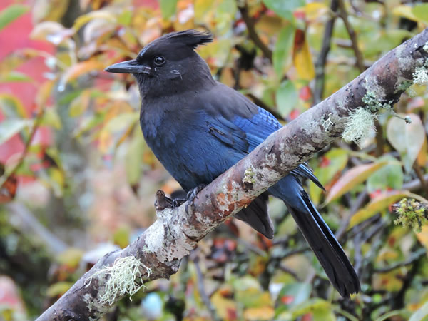 stellers Jay.jpg