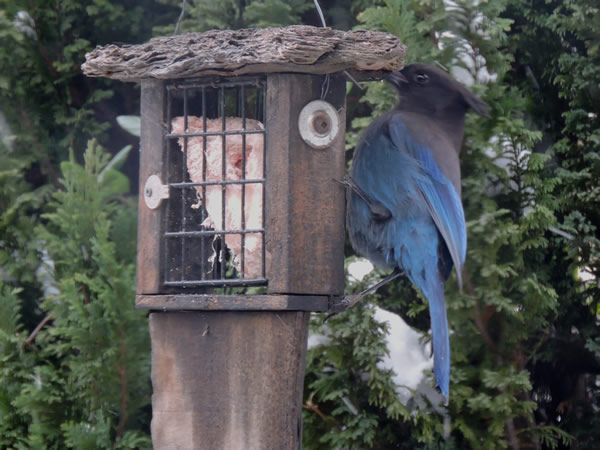 steller's jay.jpg