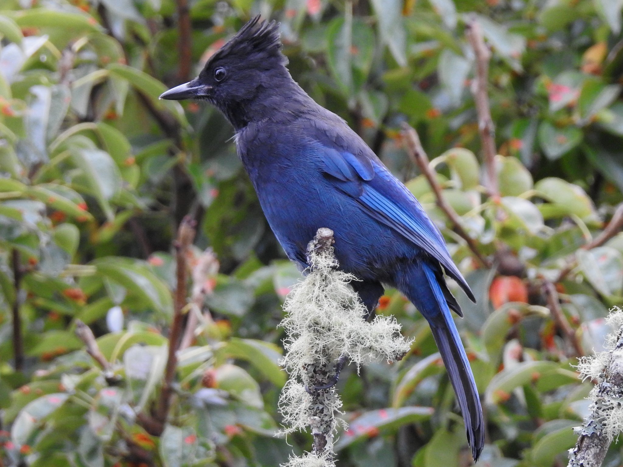 Steller's jay.jpg