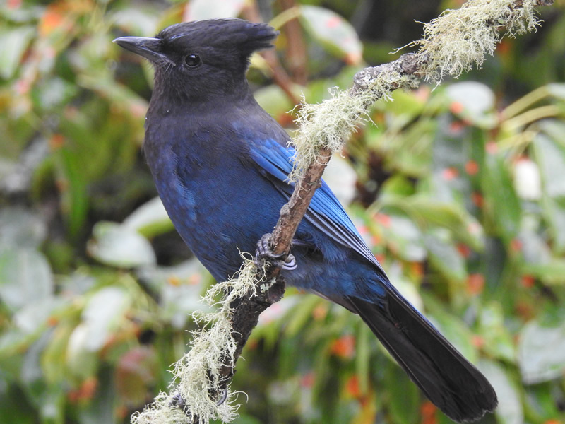 stellers jay.jpg