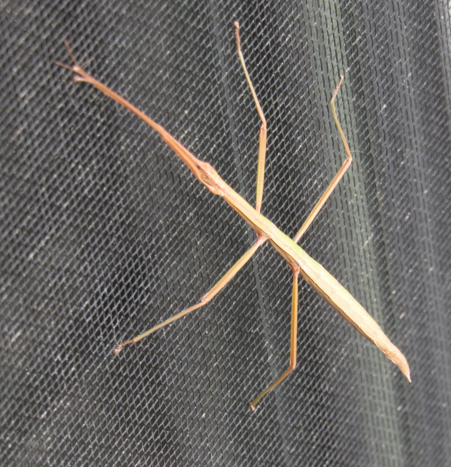 Stick bug.jpg