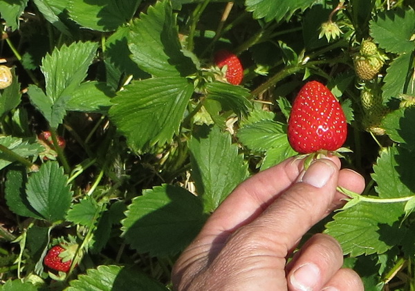 strawb.jpg