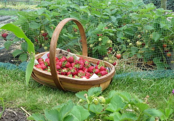 strawb04.jpg