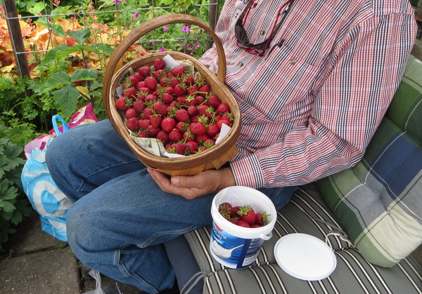 strawb4th.jpg