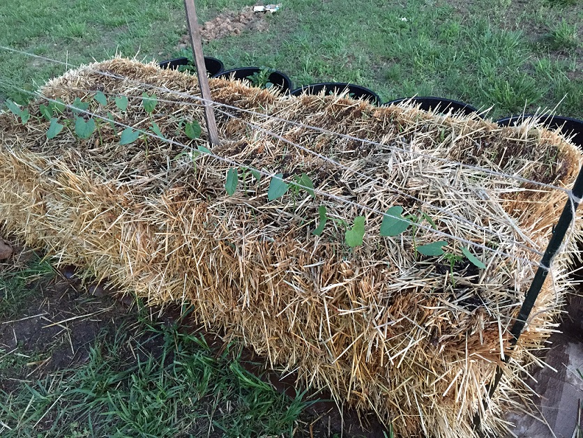 strawbale beans.jpg