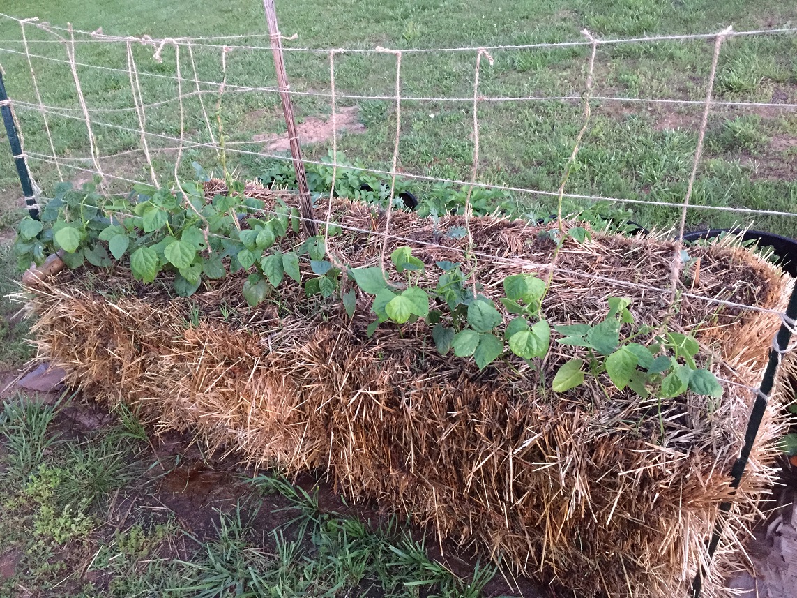 strawbale beans.jpg