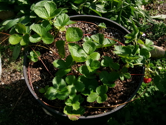 strawberries.JPG