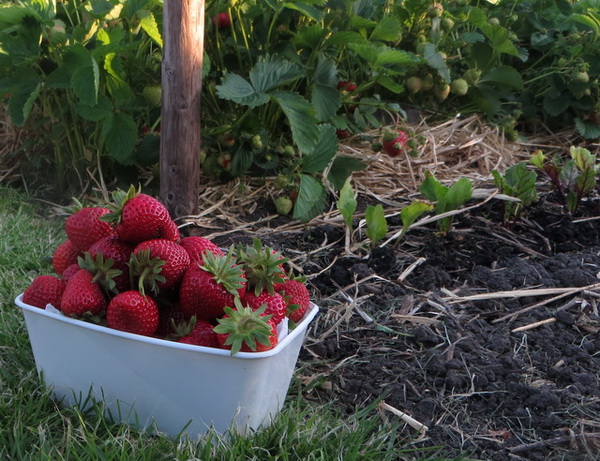strawbs.jpg