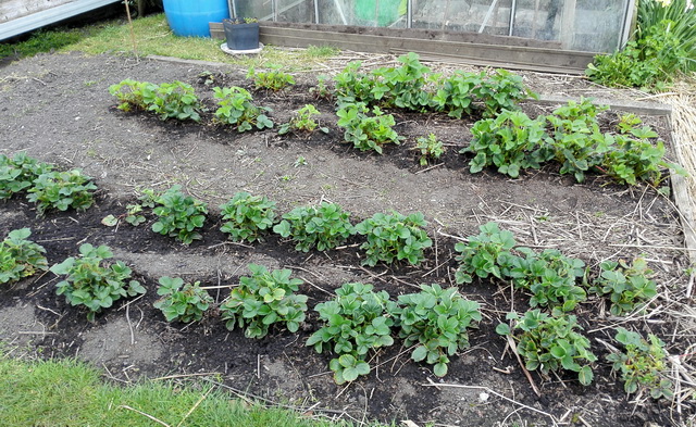 strawbs.jpg