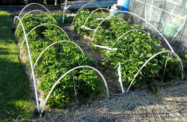 strawbs net.jpg