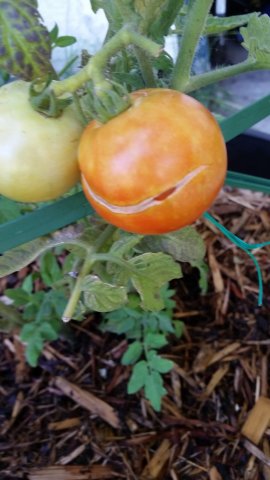 Stripe Tomato 2.jpg
