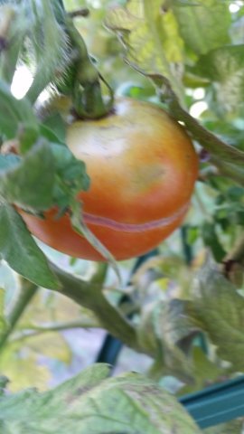 Stripe Tomato.jpg