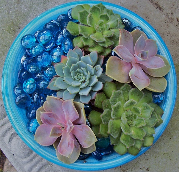 Succulent dish garden - Monet inspired.JPG