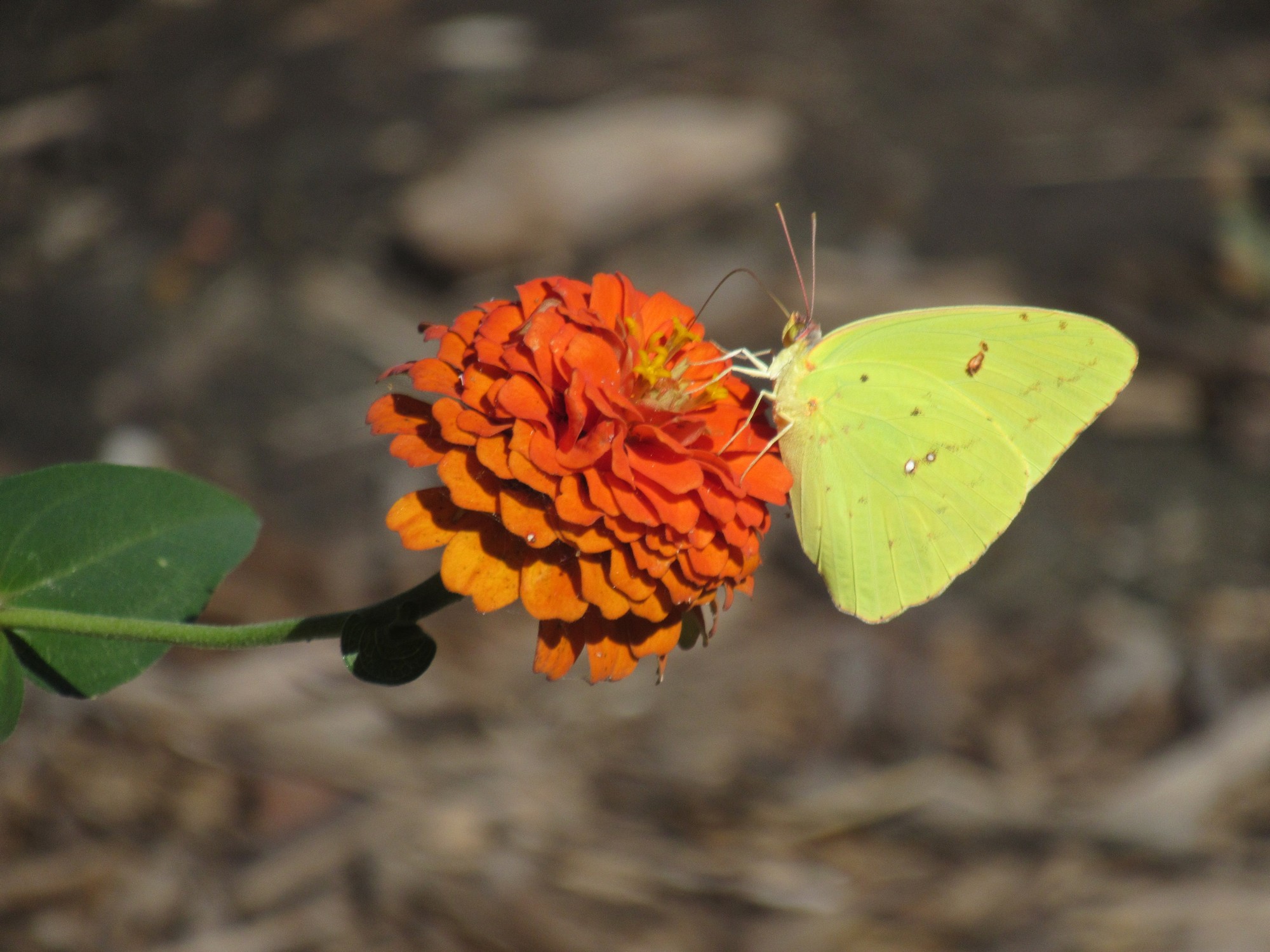 Sulphur on zinnia.jpg