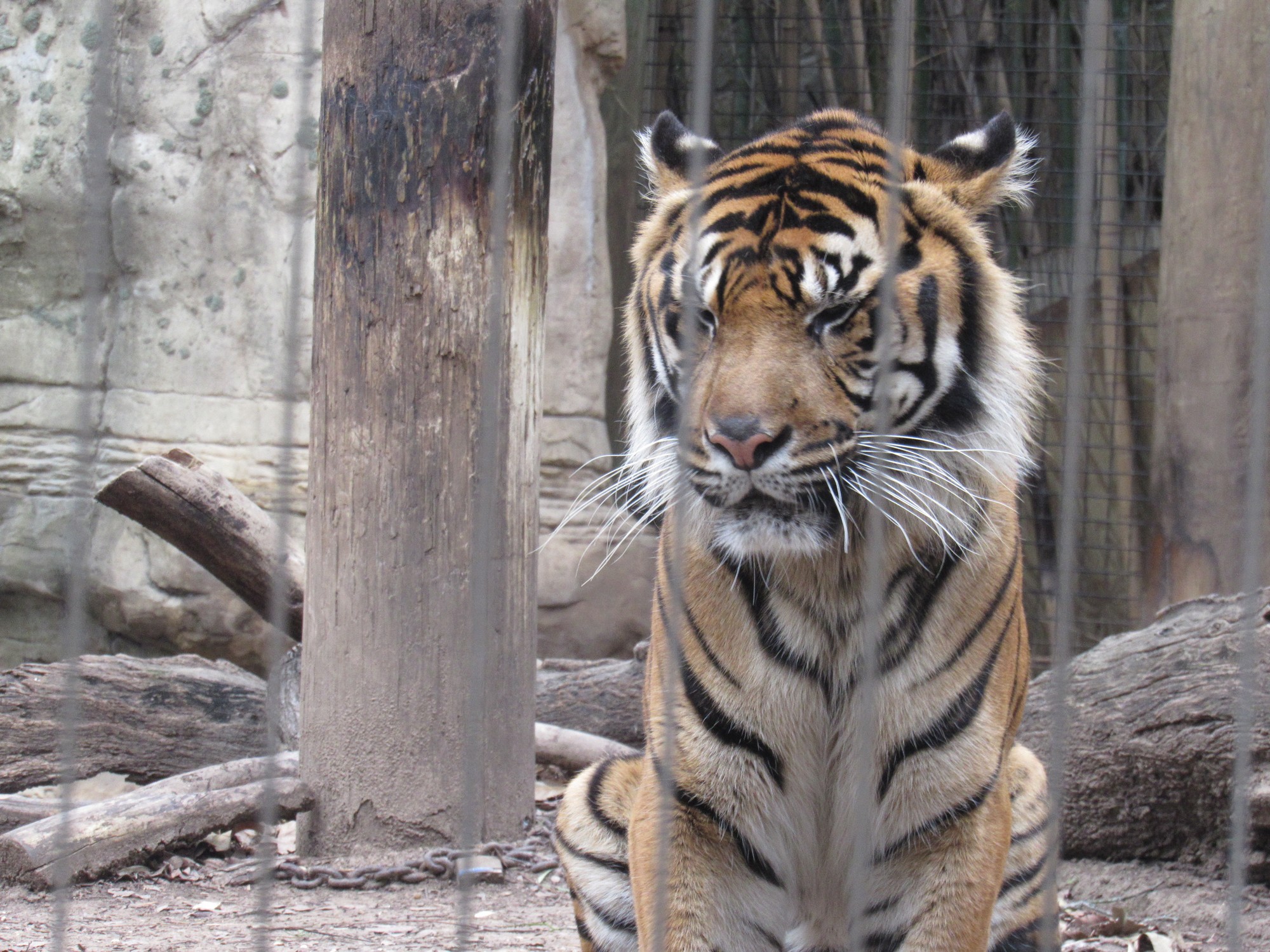 Sumatran Tiger.jpg