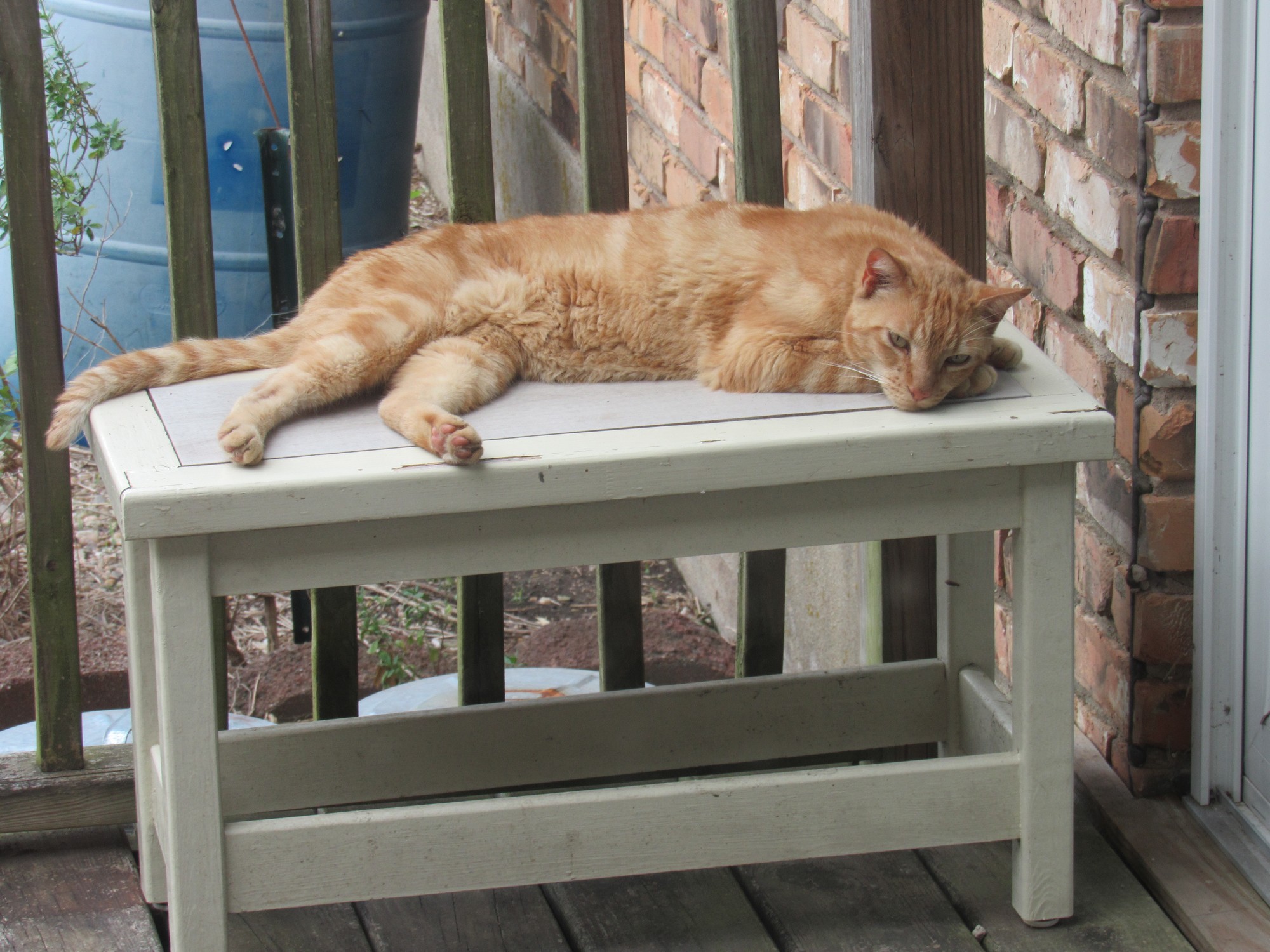 summer Bud.jpg
