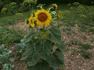 sunflowervol.jpg