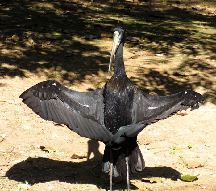 Sunning Bird.jpg