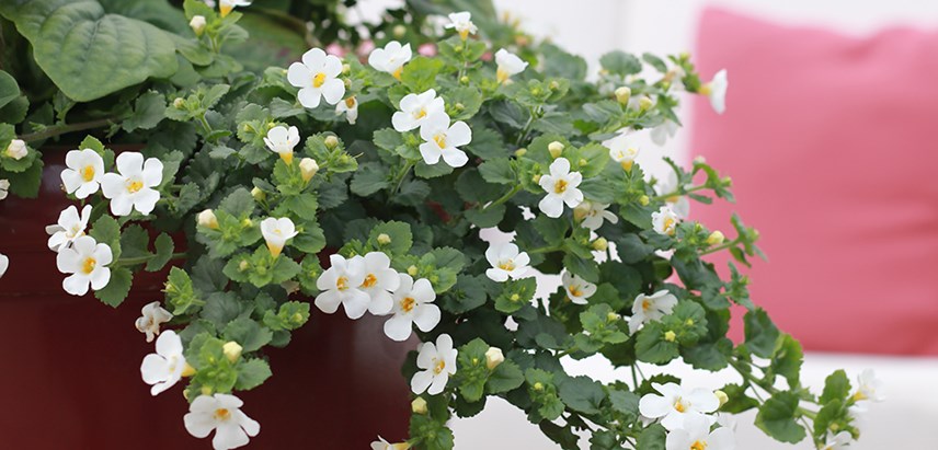 Sutera-Bacopa-Abunda-Giant-White-Costa-Farms-Annual.jpg