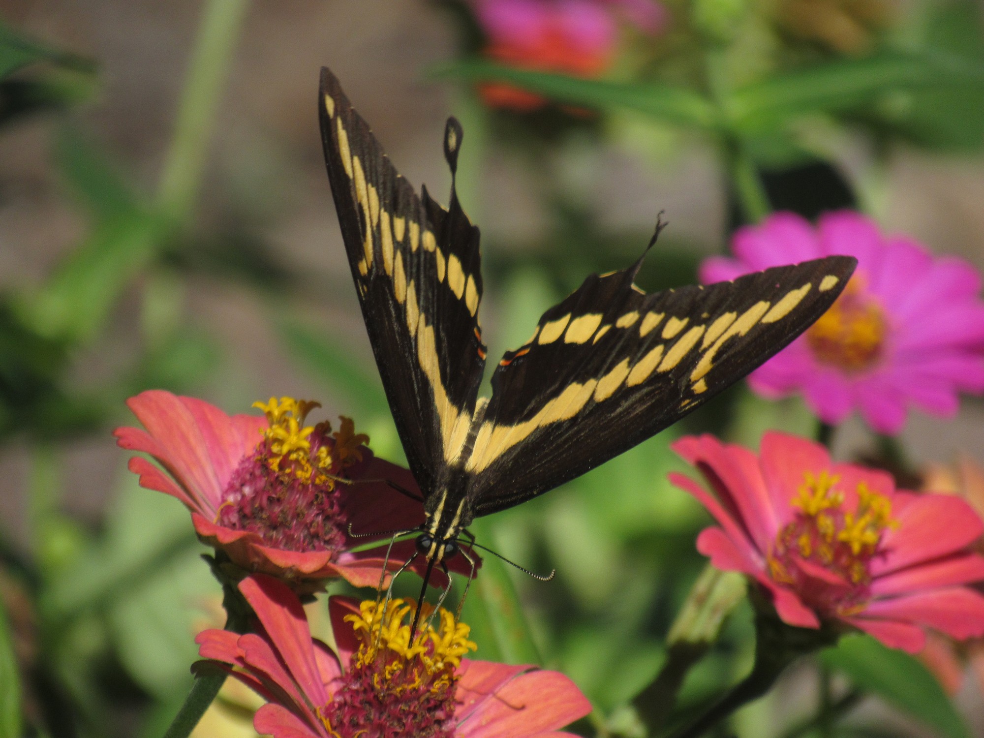 Swallowtail on zinnia.jpg