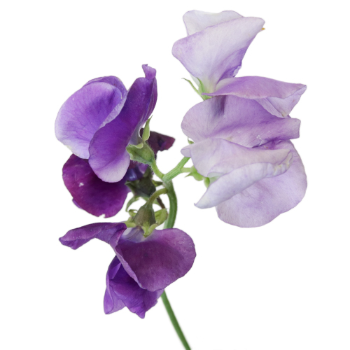 Sweet-Peas-Dark-Purple-Bloom-500_1b94b14f.jpg