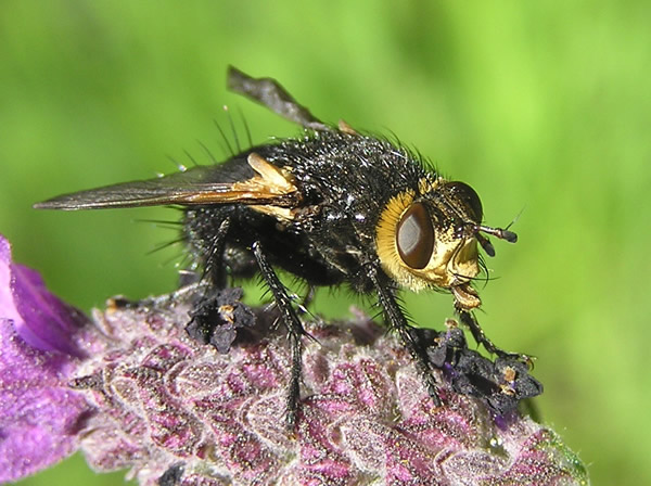 Tachinid1.jpg