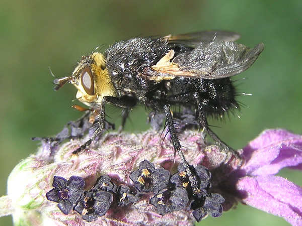 Tachinid12.jpg