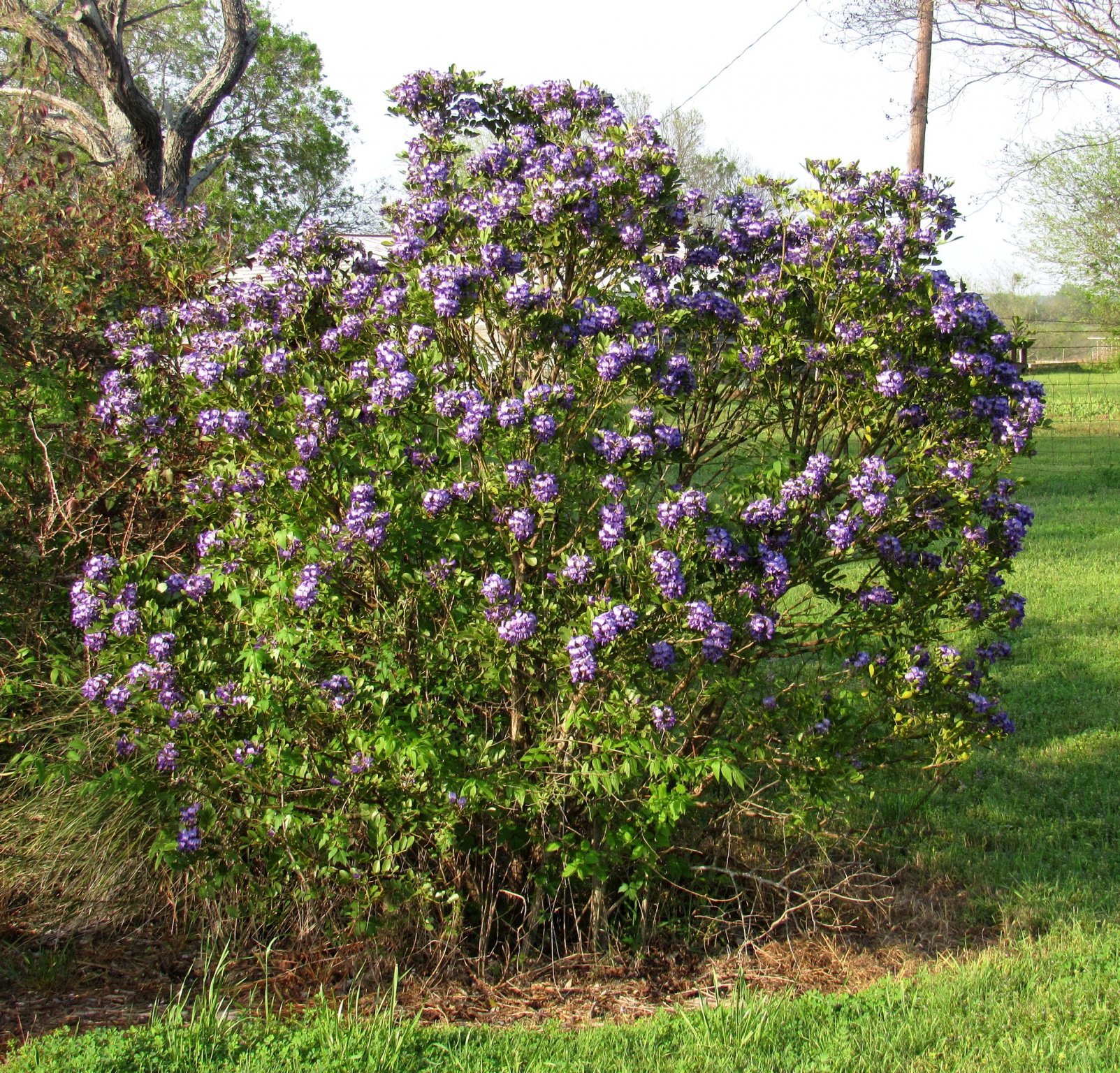 Texas Mountain Laurel a.jpg