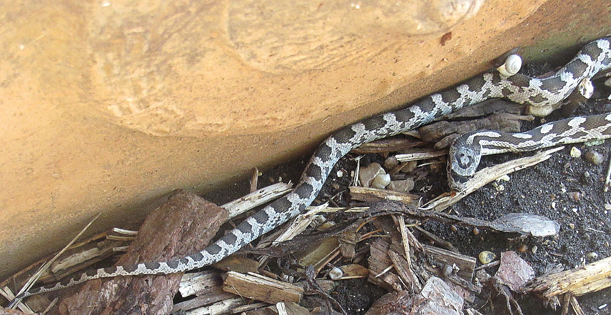 Texas Night Snake a.jpg