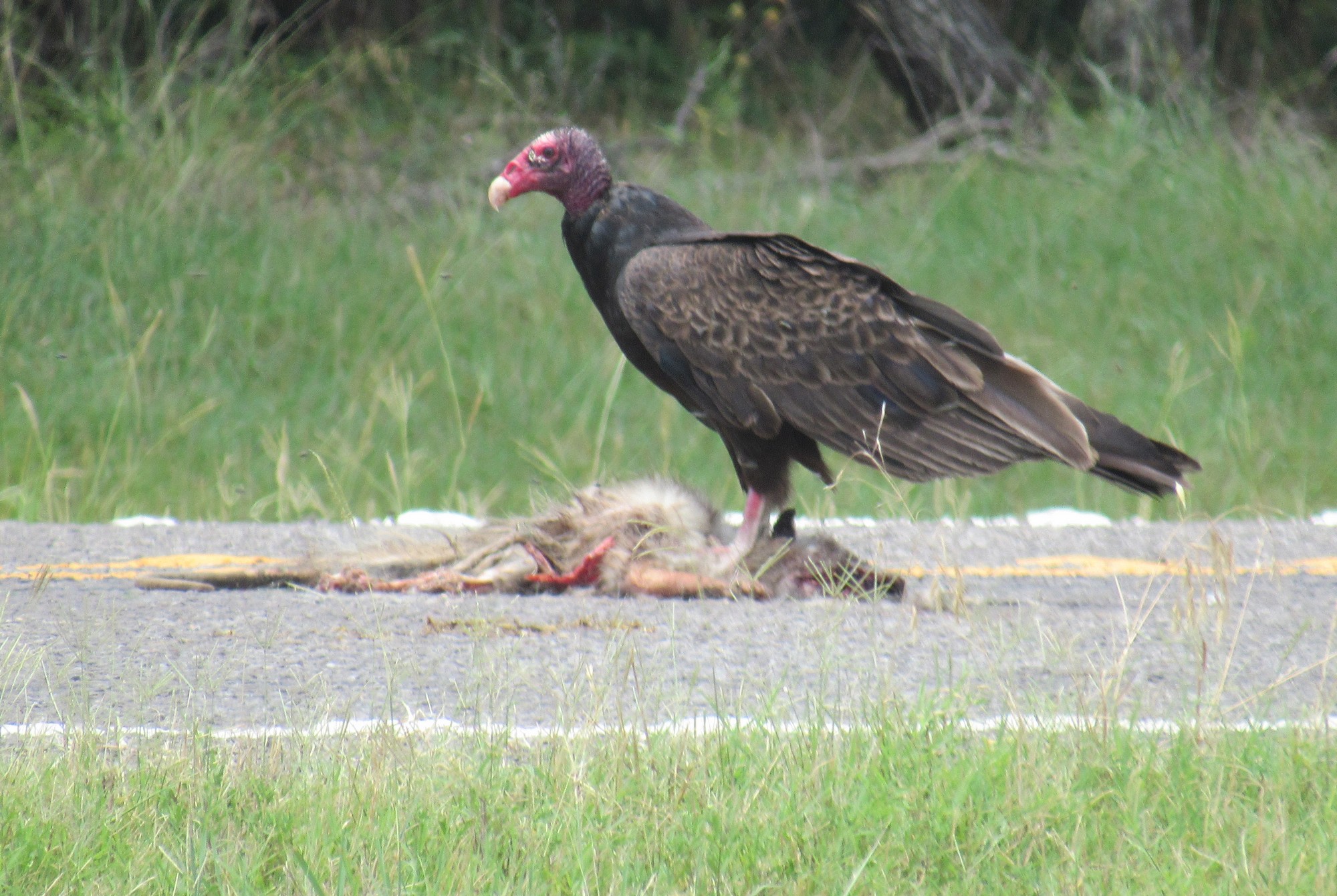 Texas road crew.jpg